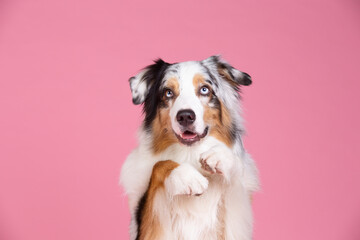 Fototapeta na wymiar Australian shepherd dog studio portrait