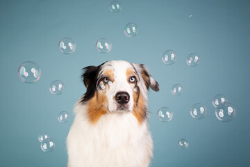 Australian shepherd dog studio portrait with bubbles