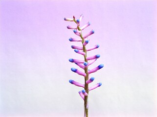 Purple flower Purple flower Aechmea Blue tango ,Bromeliad plants with light purple background