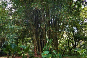 Twin Falls Maui - マウイ島 ツインフォールズ 竹林
