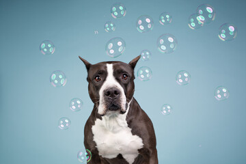 American Staffordshire Terrier studio portrait with bubbles