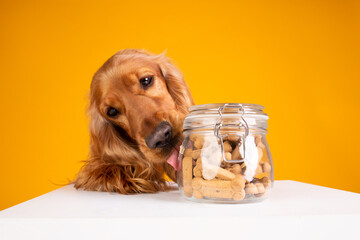 Cocker spaniel studio portrait on yellow eating dog treats