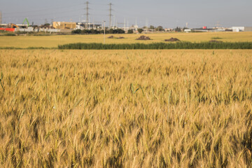 A huge field of wheat grain in the moshav in Israel