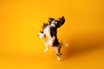 Jumping King cavalier Charles spaniel studio portrait on yellow 