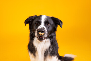 border collie portrait on yellow catching food