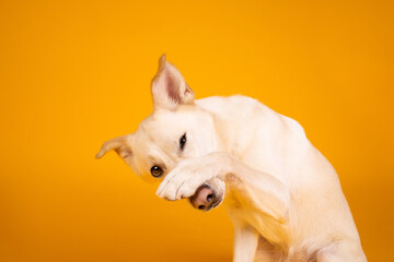 portrait of a white dog on yellow tricks