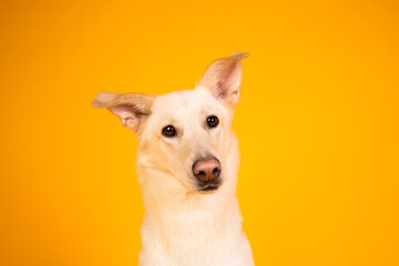 portrait of a white dog on yellow