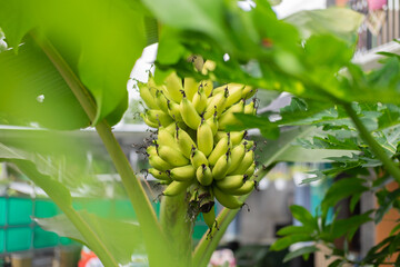 Close up of a banana tree bearing fruit