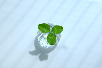 Top view of the shadow of three leaf clover in a glass bottle in sunlight