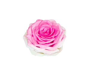 Pink rose blossom isolated on white background , clipping path