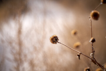 grass in the morning