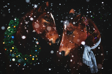 Fototapeta na wymiar Two brown horses looking at each other in a christmas wreath and scarf on a black background with heavy snowfall. Lovely animal portrait.