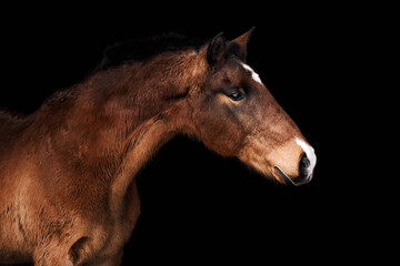 Bay senior horse stertching neck and posing against black background. 