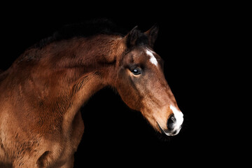 Fototapeta na wymiar Bay senior horse stertching neck and posing against black background. 
