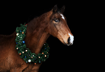 Bay (brown) horse with christmas wreath against black backround.