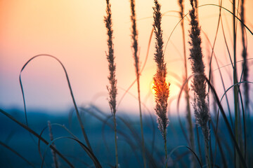 Beautiful morning. Sun is rising behind the wheat field. The wheat is in focus.