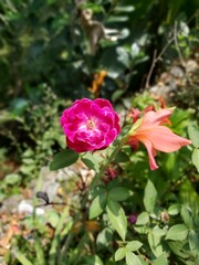 pink rose in garden