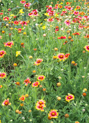 沖縄に咲くテンニンギクの花
沖縄の亜熱帯に咲く美しい花