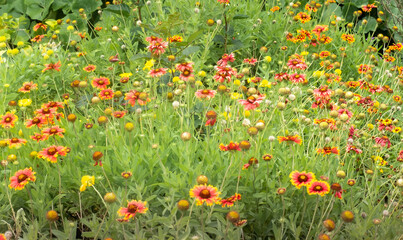 Fototapeta premium 沖縄に咲くテンニンギクの花 沖縄の亜熱帯に咲く美しい花