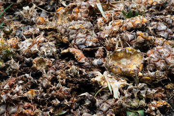 Piles of pineapple peel that were cut into pieces together. Has a characteristic wither from being left for 2-3 days.