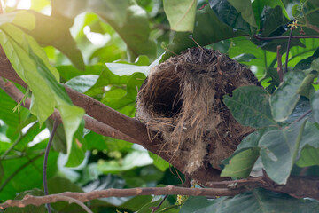 Bird's nest on the branches of the santol tree covered with green leaves.