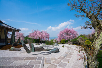 京都　圓光寺の枯山水庭園と桜