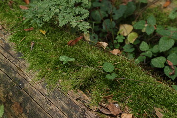 moss on a fallen tree