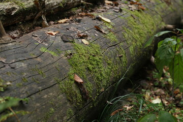moss on a fallen tree
