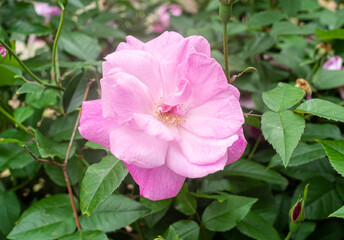 沖縄に咲くバラの花
沖縄の亜熱帯に咲く美しい花