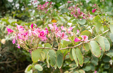 沖縄に咲くアカバナソシンカ（バウヒニア）の花
沖縄の亜熱帯に咲く美しい花