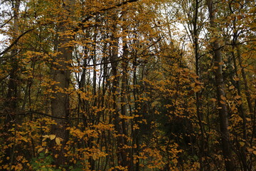 yellow leaves on trees autumn