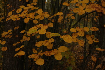 yellow leaves on trees autumn