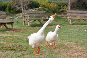 Couple of geese asking for food.