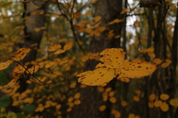 yellow leaves on trees autumn