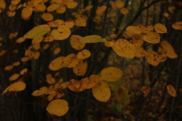 yellow leaves on trees autumn