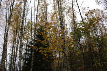 birch grove in autumn