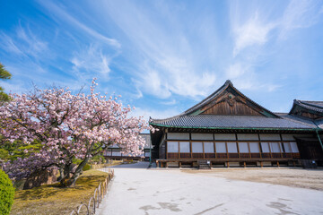 京都　二条城　二の丸庭園と二の丸御殿　桜