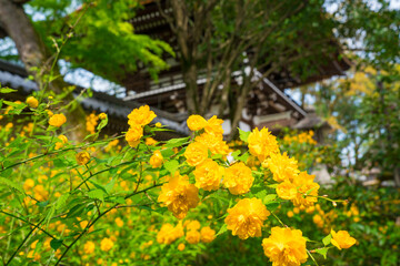京都　松尾大社の山吹