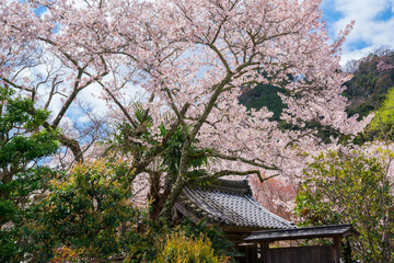 京都　勝持寺の桜　