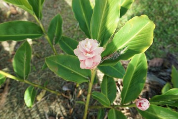 ハワイの花 レッド ジンジャー