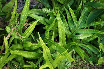 Lauae Fern, Hawaiian plants - ハワイの植物 ラウアエ