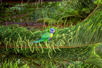 Rainbow lorikeet (trichoglossus moluccanus) in the branches of a Norfolk Island Pine (araucaria heterophylla)