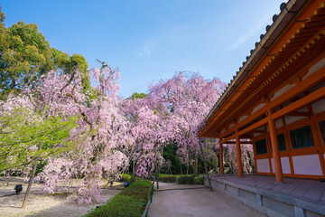 京都　平安神宮の枝垂れ桜