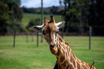 Rothschild giraffe (scientific name Giraffa camelopardalis rothschildi)