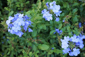 マウイ島 ルリマツリ 