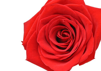 Beautiful red rose isolated on white back ground