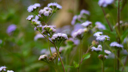 flowers in the meadow