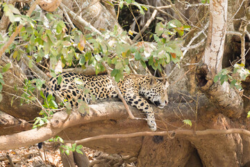 Jaguar from Pantanal, Brazil