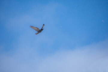 Crow in flight in the Canadian winter sky