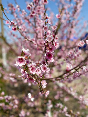 Blooming cherry tree. Vertical shot of cherry blossom. Lots of pink beautiful flowers in the branches